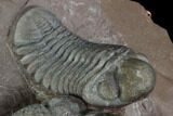 Triple Austerops Trilobite - Jorf, Morocco #95483-6